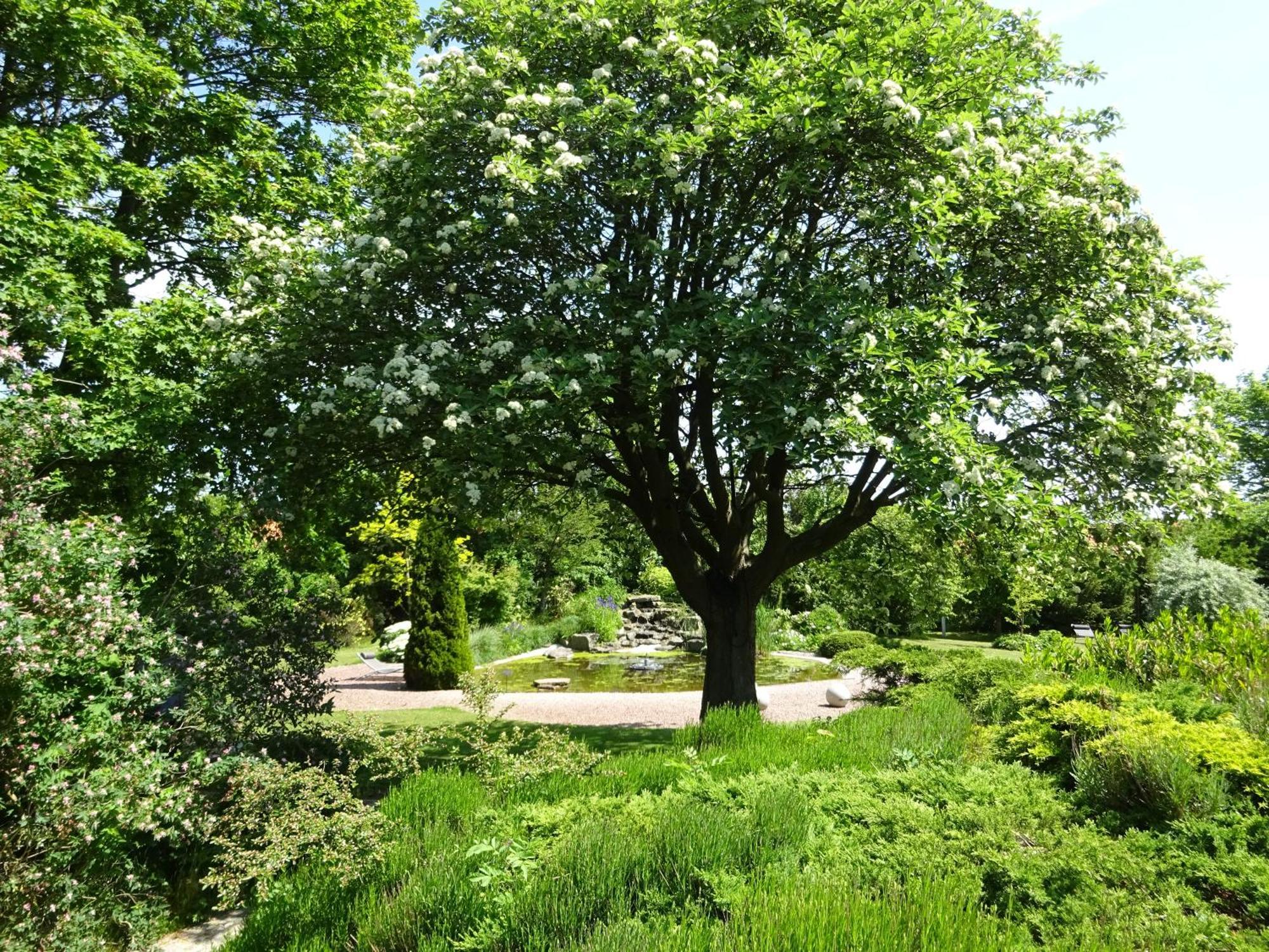 Solrosen I Simrishamn - Oesterlen Exteriér fotografie