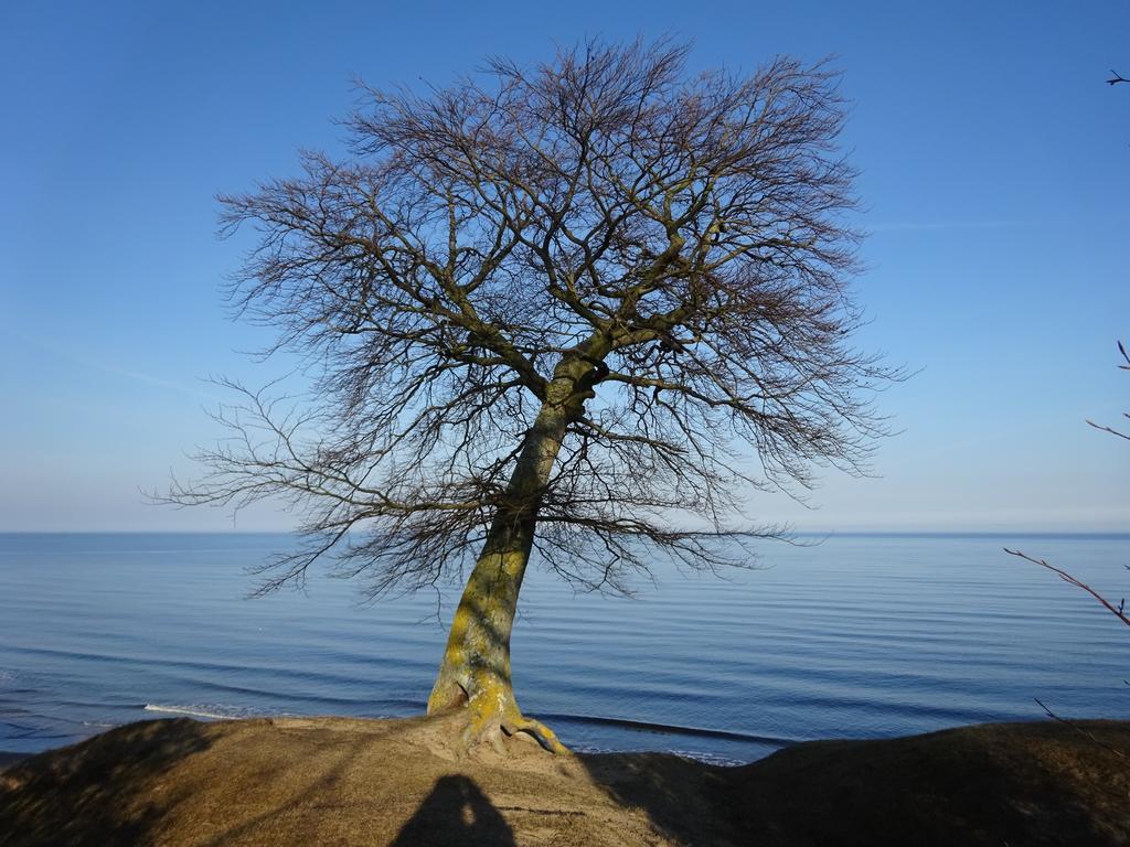 Solrosen I Simrishamn - Oesterlen Exteriér fotografie